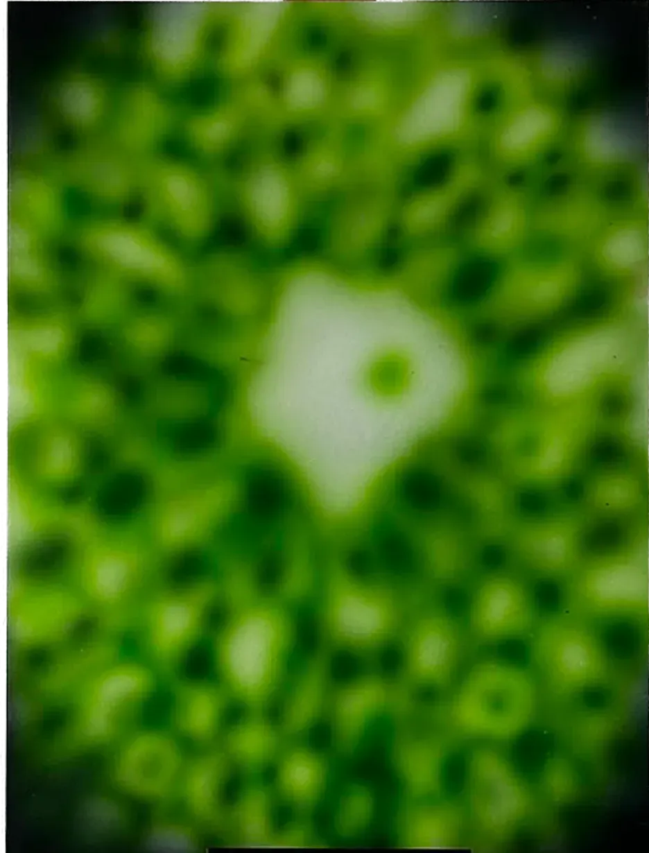 Embryo, Airbrush on paper, null